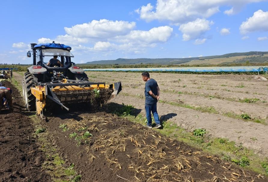 吉林：科技創新推動人參產業升級(圖1)