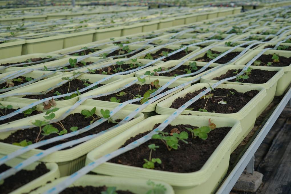 浙江慈溪：“科技創新+數字化應用”助力農業現代化(圖3)